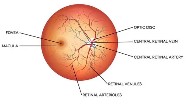 Normal retina